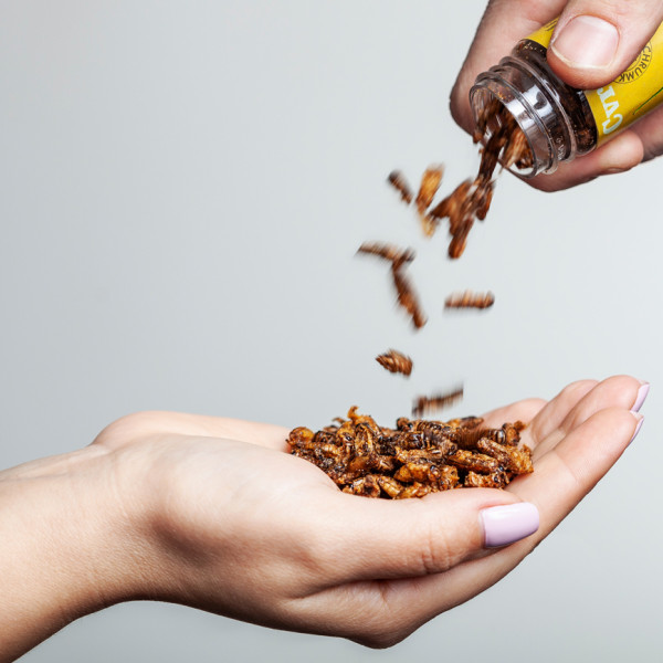 Traškūs skrudinti svirpliai "Salty Caramel" Traškūs skrudinti svirpliai "Salty Caramel"