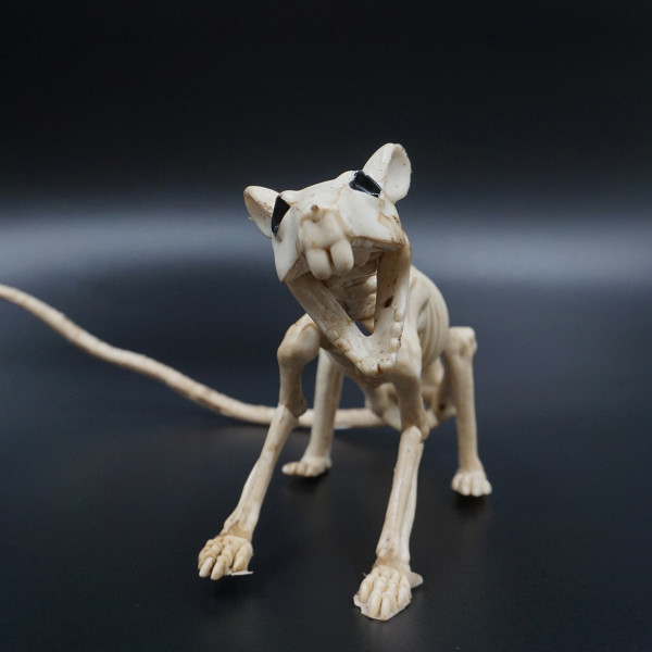 Helovino statulėlė "Žiurkės skeletas" Helovino statulėlė "Žiurkės skeletas"