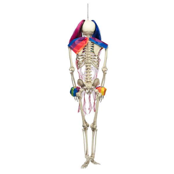 XXL Dekoracija "Circus skeleton" (160cm) XXL Dekoracija "Circus skeleton" (160cm)